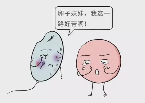 试管婴儿成功率真实么？到底有多少？