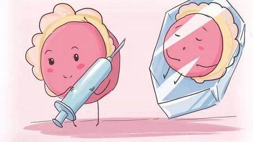 试管婴儿胚胎质量取决于精子还是卵子？