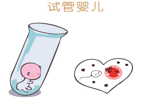 试管婴儿胚胎质量取决于精子还是卵子？