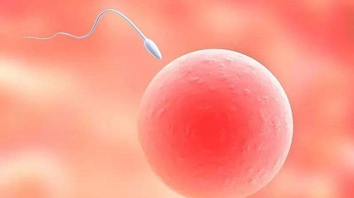 试管婴儿胚胎等级怎么分？什么是养囊？