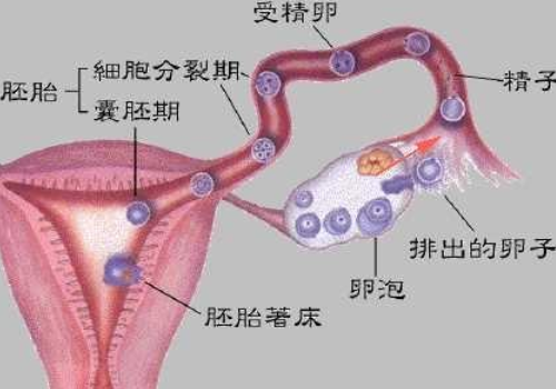 试管婴儿可以选吗？